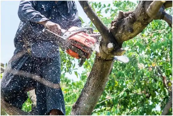 tree services Indian Hills